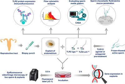 Activation of sperm Toll-like receptor 2 induces hyperactivation to enhance the penetration to mucus and uterine glands: a trigger for the uterine inflammatory cascade in cattle